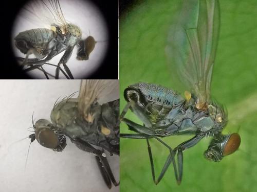 Medetera sp.
